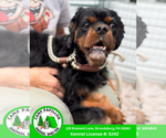 Small Cavalier King Charles Spaniel