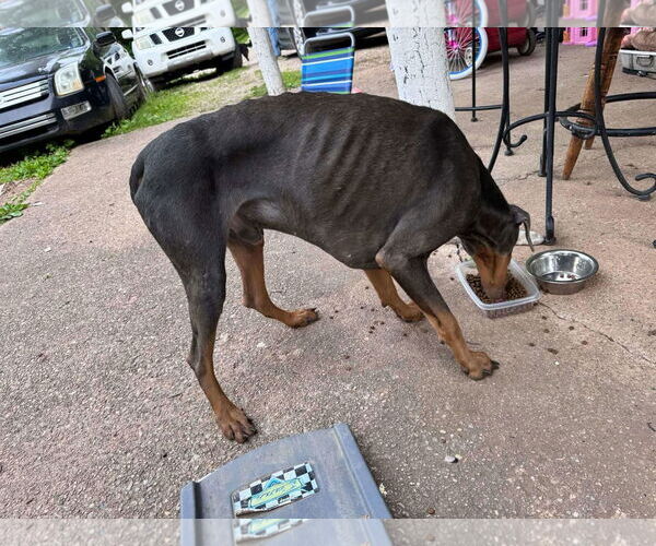 Medium Photo #6 Doberman Pinscher Puppy For Sale in Aurora, OH, USA
