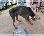 Small #5 Doberman Pinscher