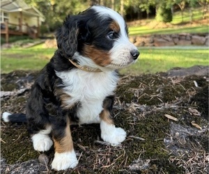 Medium Miniature Bernedoodle