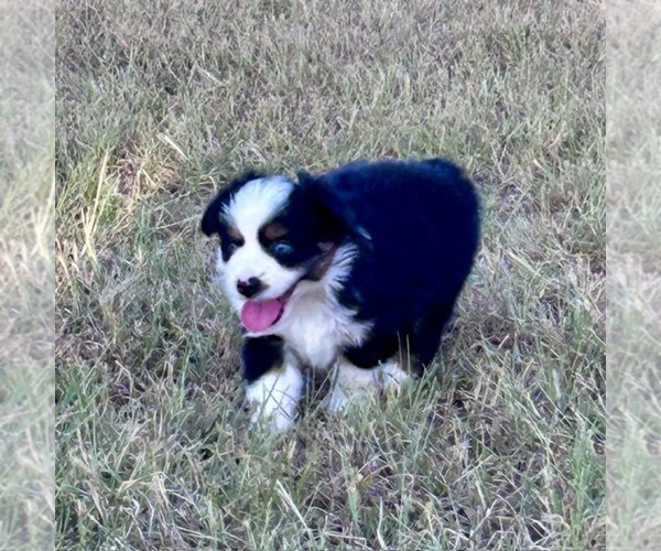 Medium Photo #4 Miniature Australian Shepherd Puppy For Sale in CANTON, TX, USA