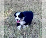 Small #3 Miniature Australian Shepherd