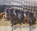 Small Photo #3 Presa Canario Puppy For Sale in Cobourg, Ontario, Canada
