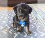 Small #1 Maltese Mix