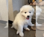 Small Photo #2 Samoyed Puppy For Sale in SACRAMENTO, CA, USA
