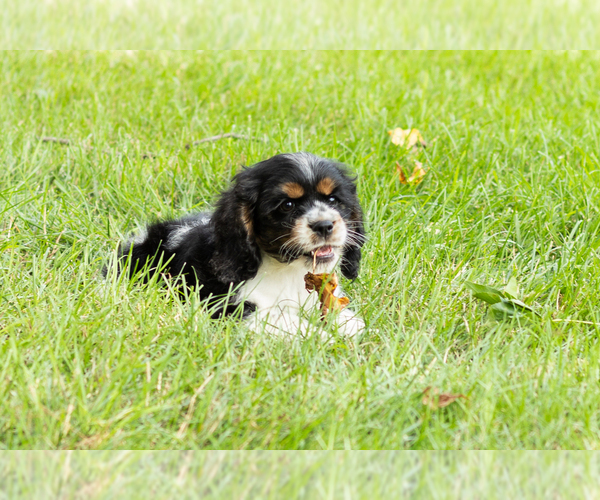Medium Photo #5 Cocker Spaniel Puppy For Sale in NAPPANEE, IN, USA