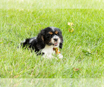 Small #4 Cocker Spaniel