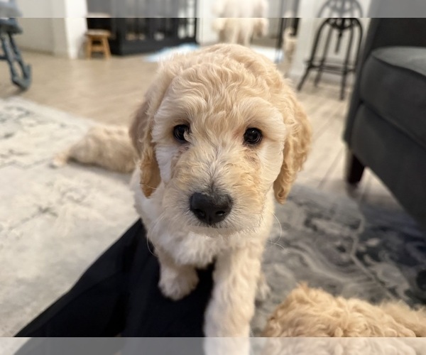 Medium Photo #4 Double Doodle Puppy For Sale in BULVERDE, TX, USA