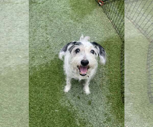 Medium Photo #2 Mutt Puppy For Sale in Tempe , AZ, USA