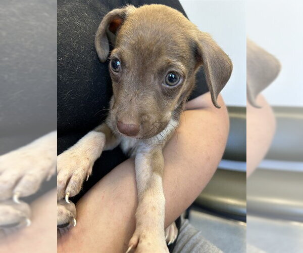 Medium Photo #1 Mutt Puppy For Sale in Plano, TX, USA