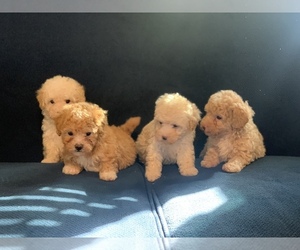 Poodle (Miniature) Puppy for sale in ELDERWOOD, CA, USA
