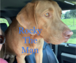 Small Photo #1 Labrador Retriever Puppy For Sale in MIMS, FL, USA