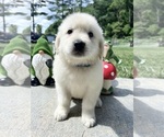 Small #1 Golden Retriever