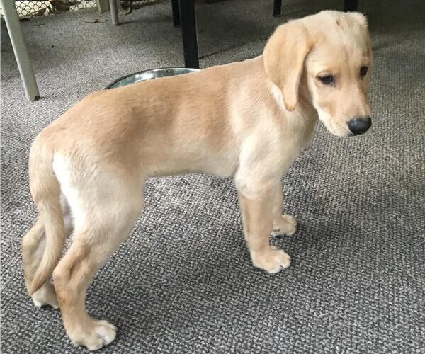 Medium Photo #5 Labrador Retriever-Unknown Mix Puppy For Sale in MACON, GA, USA