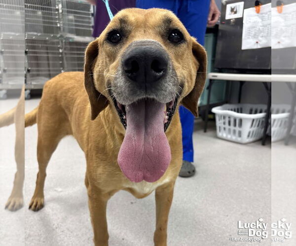 Medium Photo #2 Labrador Retriever-Retriever  Mix Puppy For Sale in Washington, DC, USA