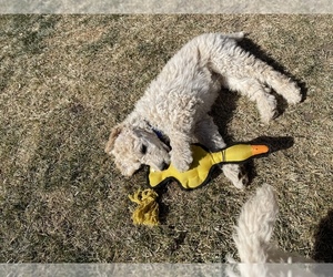 Poodle (Standard) Dogs for adoption in BISHOP, CA, USA