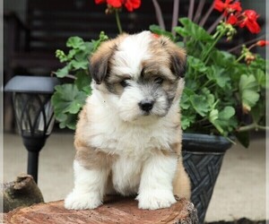Border Collie-Maltese Mix Puppy for sale in FREDERICKSBURG, OH, USA