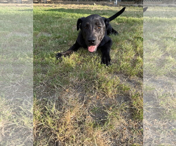 Medium Photo #3 German Shepherd Dog-Neapolitan Mastiff Mix Puppy For Sale in McDonough, GA, USA