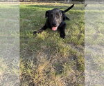 Small #2 German Shepherd Dog-Neapolitan Mastiff Mix