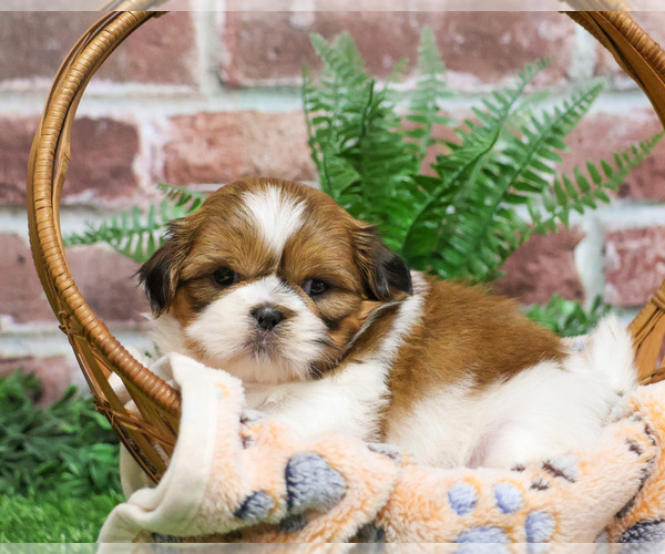 Medium Photo #4 Shih Tzu Puppy For Sale in SYRACUSE, IN, USA