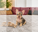 Small #1 French Bulldog