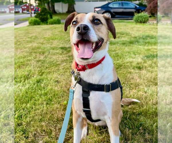 Medium Photo #6 Mutt Puppy For Sale in Canton, CT, USA