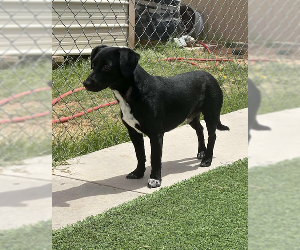 Medium Photo #4 Chihuahua-Unknown Mix Puppy For Sale in Cranston, RI, USA