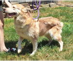 Small #2 Siberian Husky Mix
