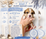 Small Pembroke Welsh Corgi