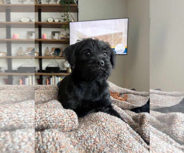 Medium Photo #3 Mutt Puppy For Sale in St. Louis Park, MN, USA