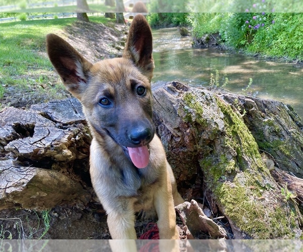 View Ad Belgian Malinois Litter of Puppies for Sale near Maryland