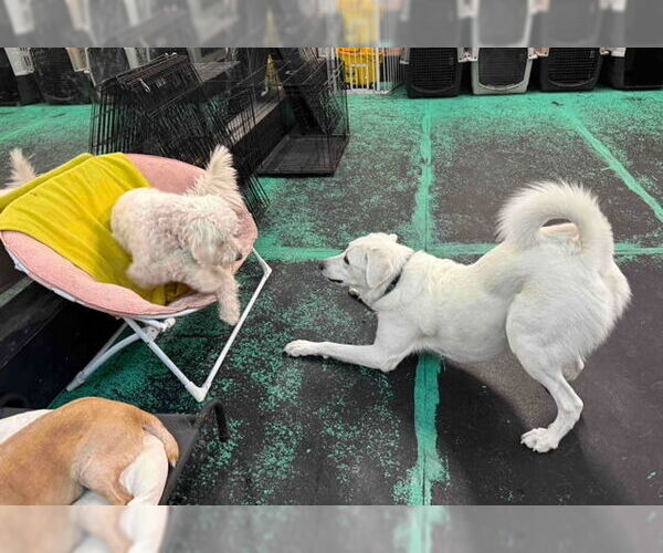 Medium Photo #7 Anatolian Pyrenees Puppy For Sale in Croydon, NH, USA