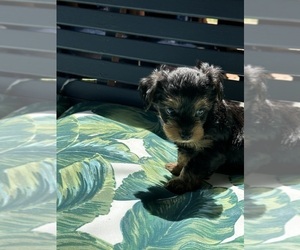 YorkiePoo Puppy for sale in ROCK HILL, SC, USA