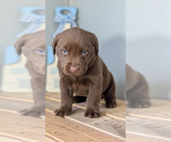 Medium Photo #60 Labrador Retriever Puppy For Sale in GOSHEN, IN, USA