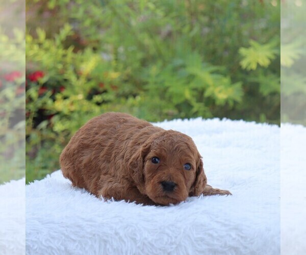 Medium Photo #2 Goldendoodle Puppy For Sale in GAP, PA, USA