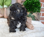 Small Photo #5 Poodle (Miniature)-Shorkie Tzu Mix Puppy For Sale in HONEY BROOK, PA, USA