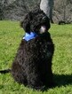 Small Photo #1 Labradoodle Puppy For Sale in CLE ELUM, WA, USA