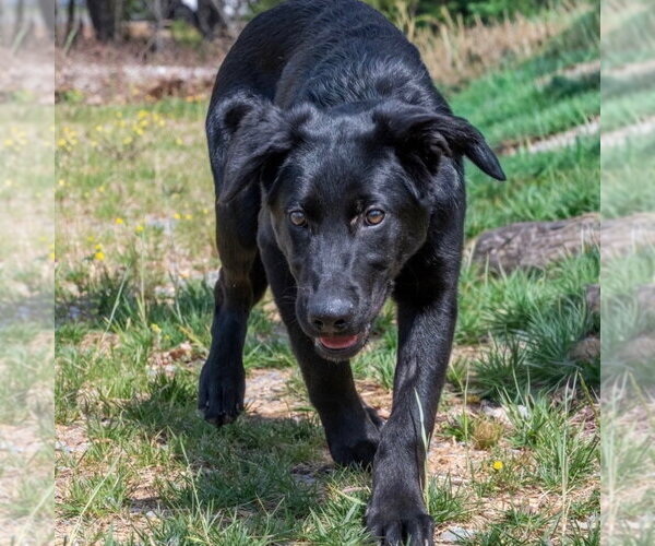 Medium Photo #4 Mutt Puppy For Sale in Canton, CT, USA