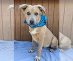 Small #4 Labrador Retriever Mix