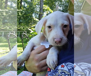 Mutt Dogs for adoption in Holly Springs, NC, USA