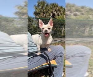 Chihuahua Dogs for adoption in Weston, FL, USA