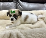Small #4 Papillon