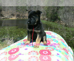 Small #4 German Shepherd Dog