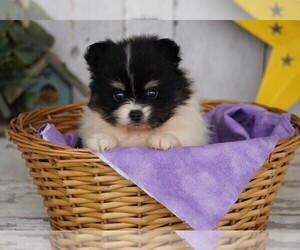 Pomeranian Puppy for sale in FREDERICKSBG, OH, USA