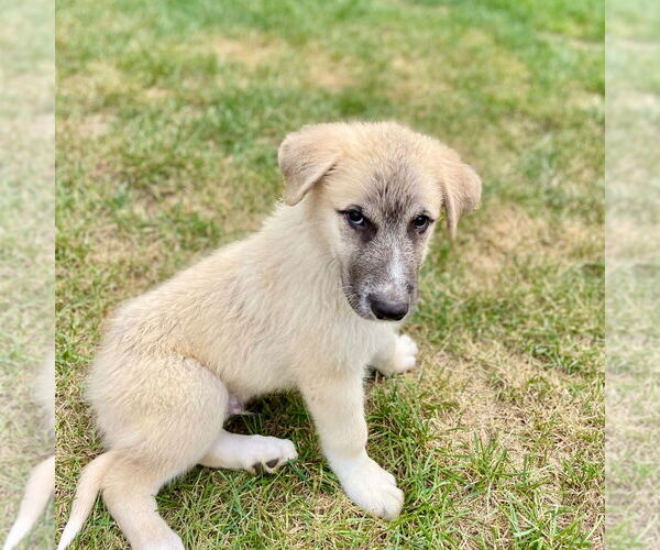 Medium Photo #2 Mutt Puppy For Sale in Canton, CT, USA