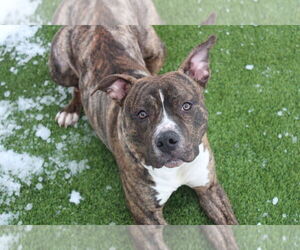 Hulk - Male Mutt Dog for Adoption - Photo #13