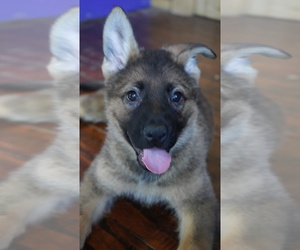 German Shepherd Dog Puppy for sale in FORT PLAIN, NY, USA