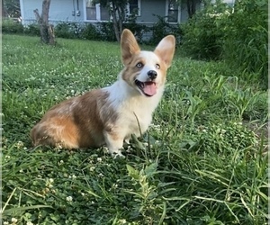 American Corgi Puppy for sale in INDEPENDENCE, MO, USA