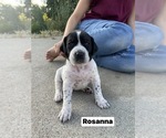 Puppy Rosanna Pointer