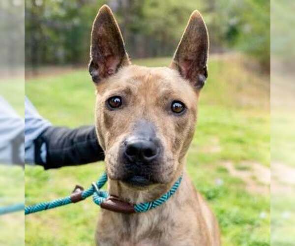 Medium Photo #1 Carolina Dog-Plott Hound Mix Puppy For Sale in Decatur, GA, USA
